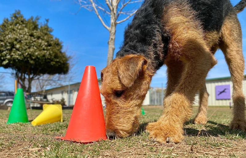 Airedale Terrier puppy dog playing scent work game outdoors