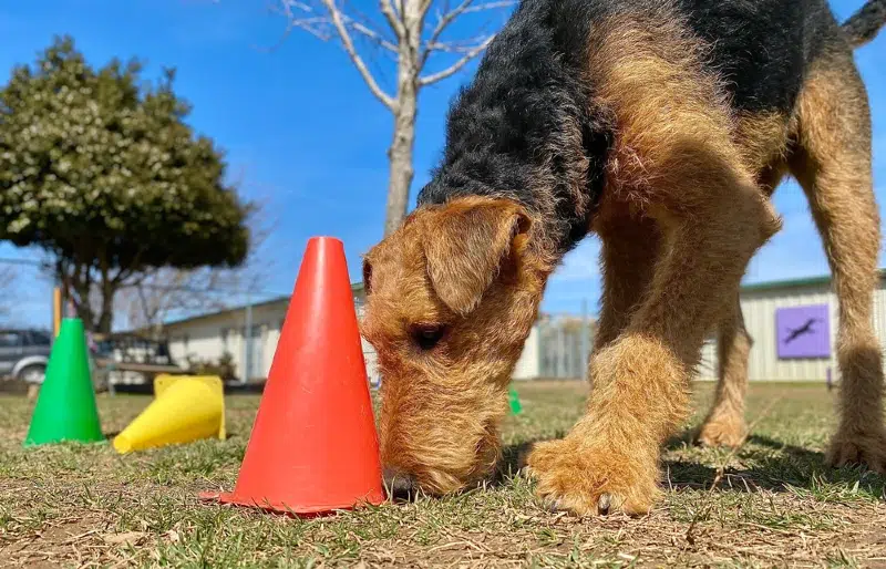 airedale terrier puppy dog playing scent work game outdoors