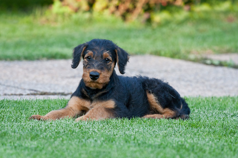 airedale terrier puppy lying on grass