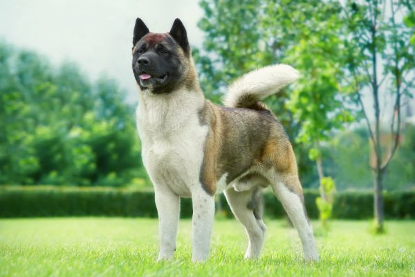 akita dog standing on the lawn