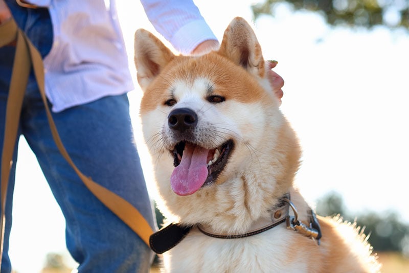 akita dog walking with owner outdoor