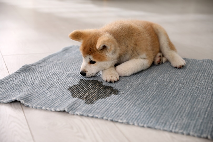 akita ini puppy near wet spot