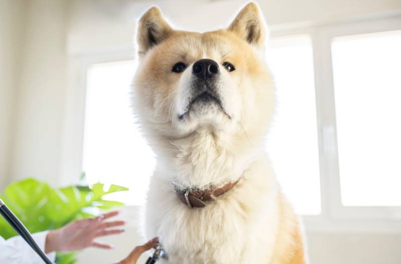 akita inu dog at the veterinary clinic