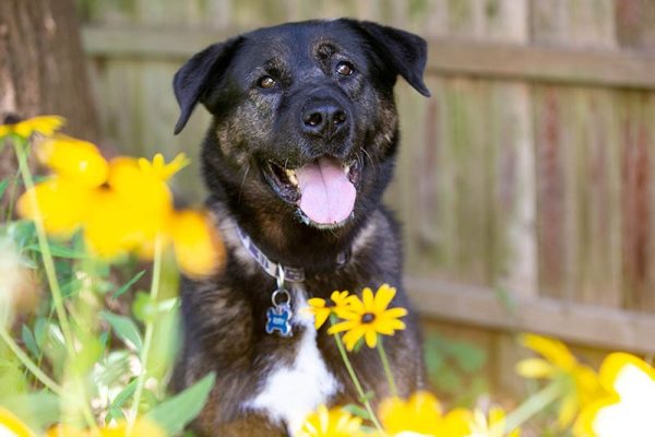 akita rottweiler mix dog in the garden