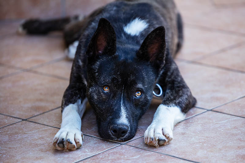 akita shiba mix dog lying on the floor
