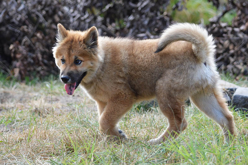 akita shiba mix puppy walking in the garden