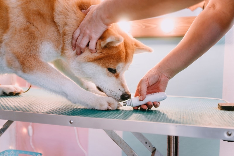 akita sniffing nail clipper