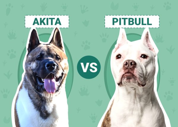 akita-vs-pitbull