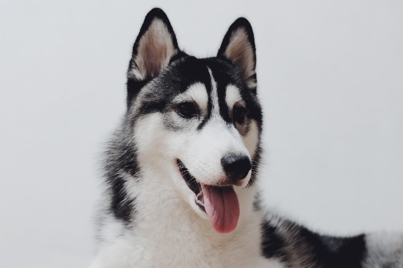 alaskan husky face