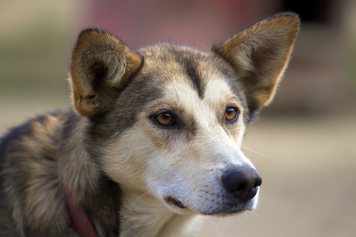 alaskan husky