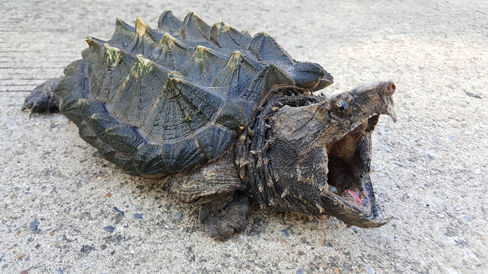 Alligator snapping turtle on the road