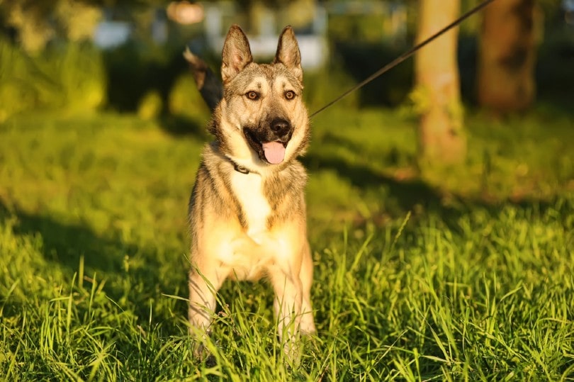 alusky on green grass
