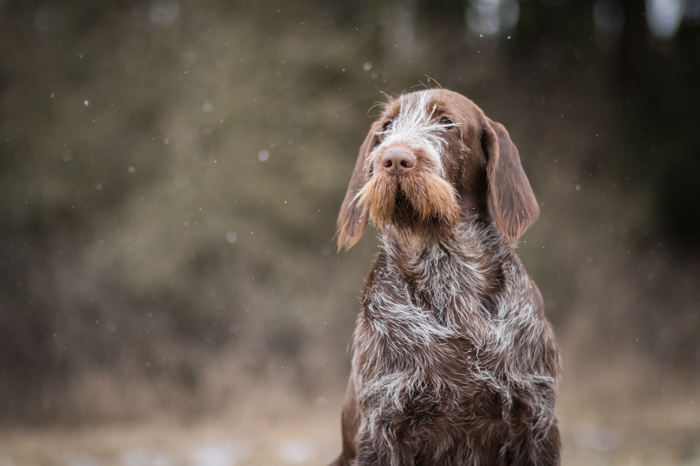 amazing portrait of cute and healthy brown spinone italiano dog in winter