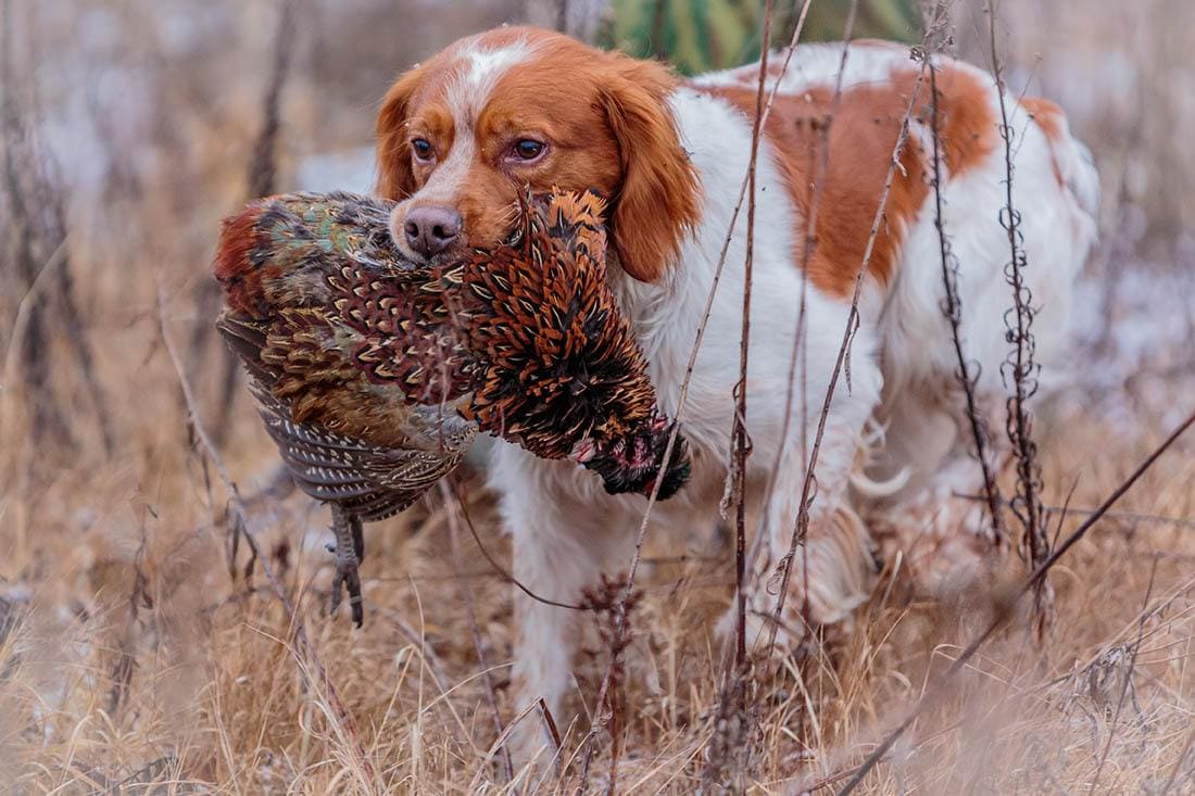 american brittany spaniel with bird