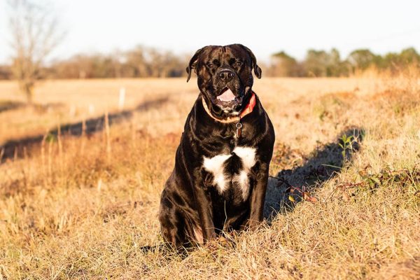 american bulldog labrador