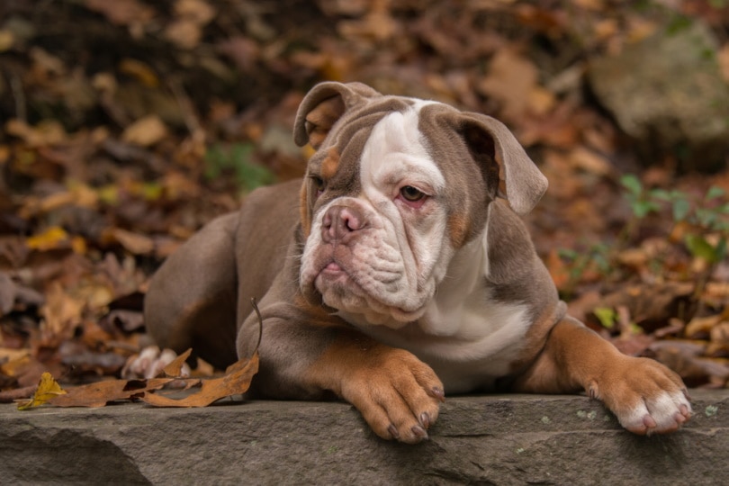 american bulldog lying outdoor