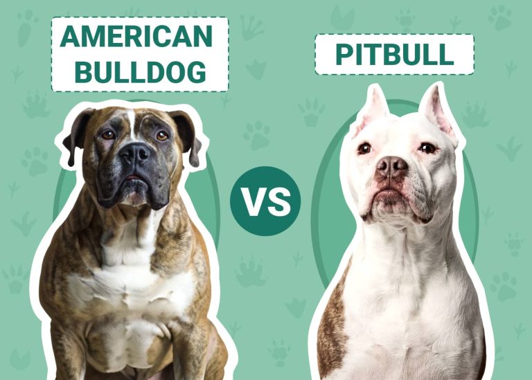 American Bulldog vs Pitbull Main Differences (With Pictures) Dogster