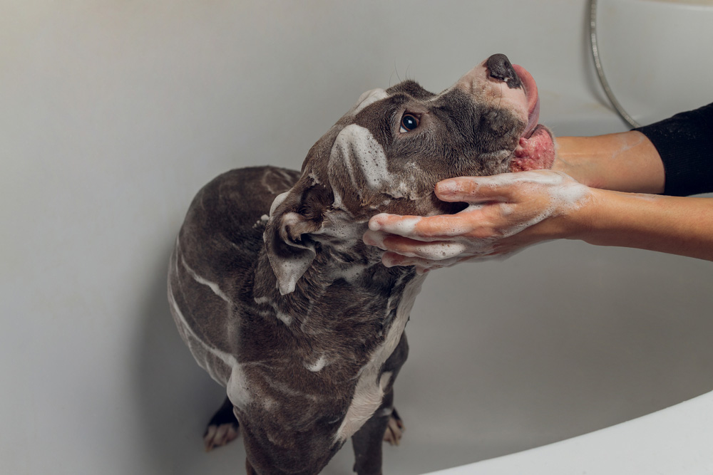 american bully getting a bath