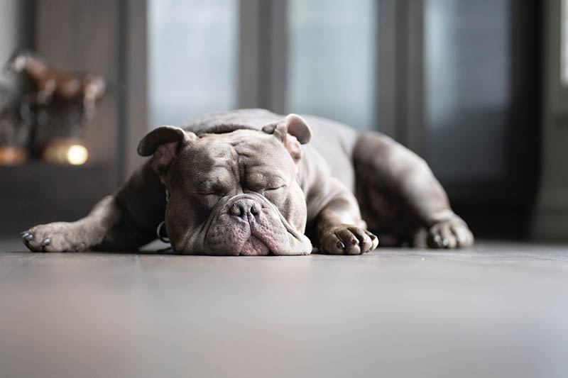 american bully sleeping on the floor