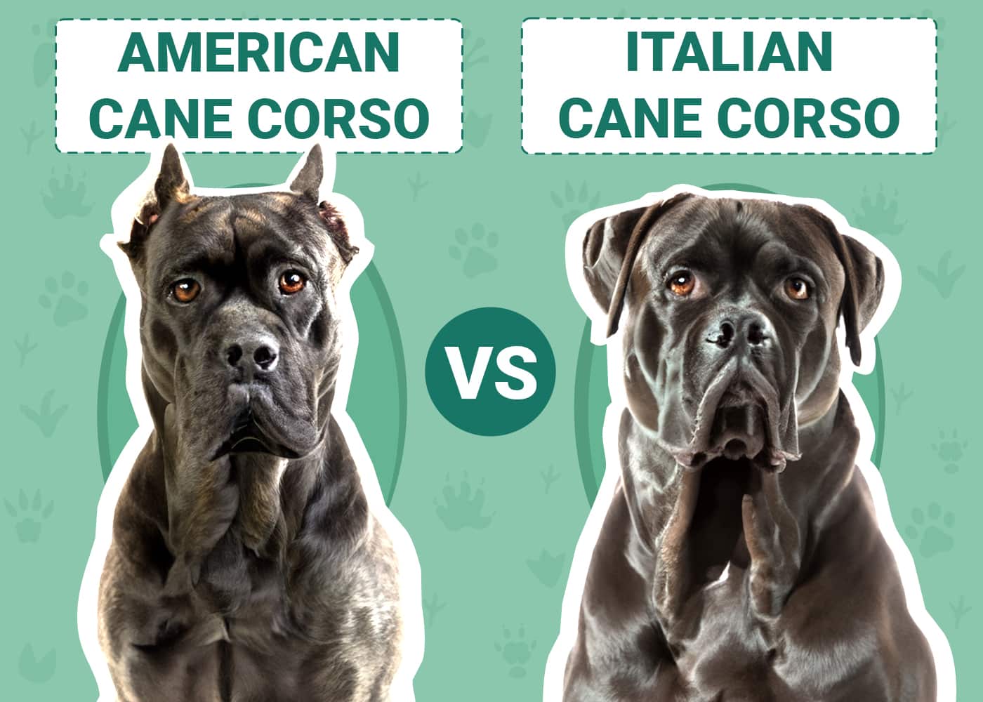 American vs Italian Cane Corso side by side