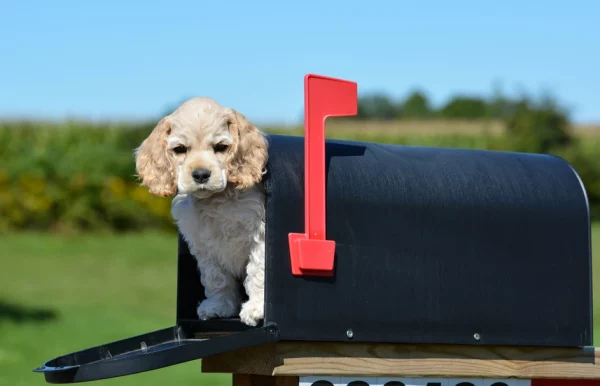 american cocker spaniel puppy in a mailbox