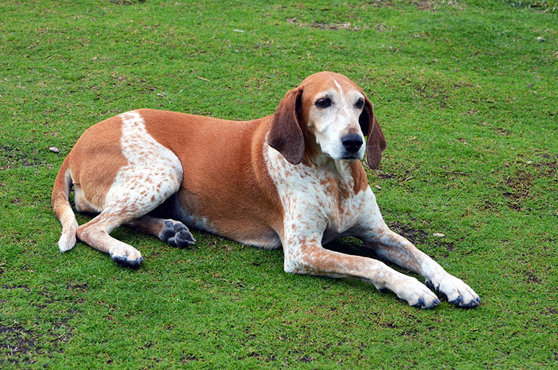 american-english-coonhound-on-the-ground-outdoors_richard-pross_Shutterstock