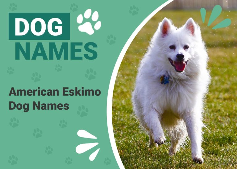 200 Popular & Unique American Eskimo Dog Names Ideas for Adorably