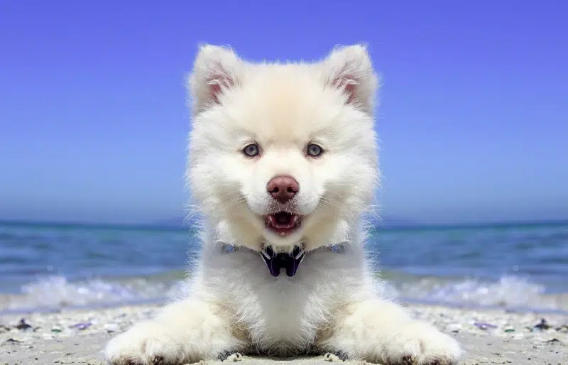 american eskimo dog puppy lying on the beach