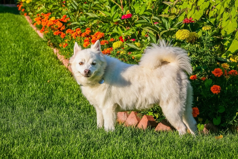 american eskimo in garden_Mohan Nannapaneni_Pixabay