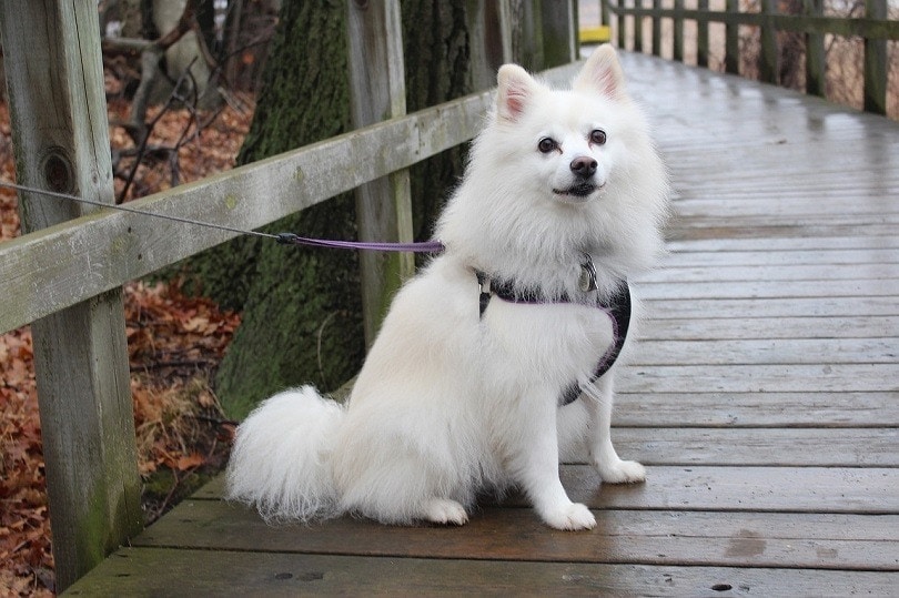 american eskimo on a leash sitting oudoors