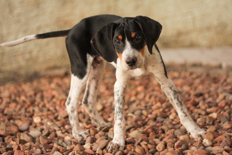 american foxhound_Giovanni Gio_Pixabay