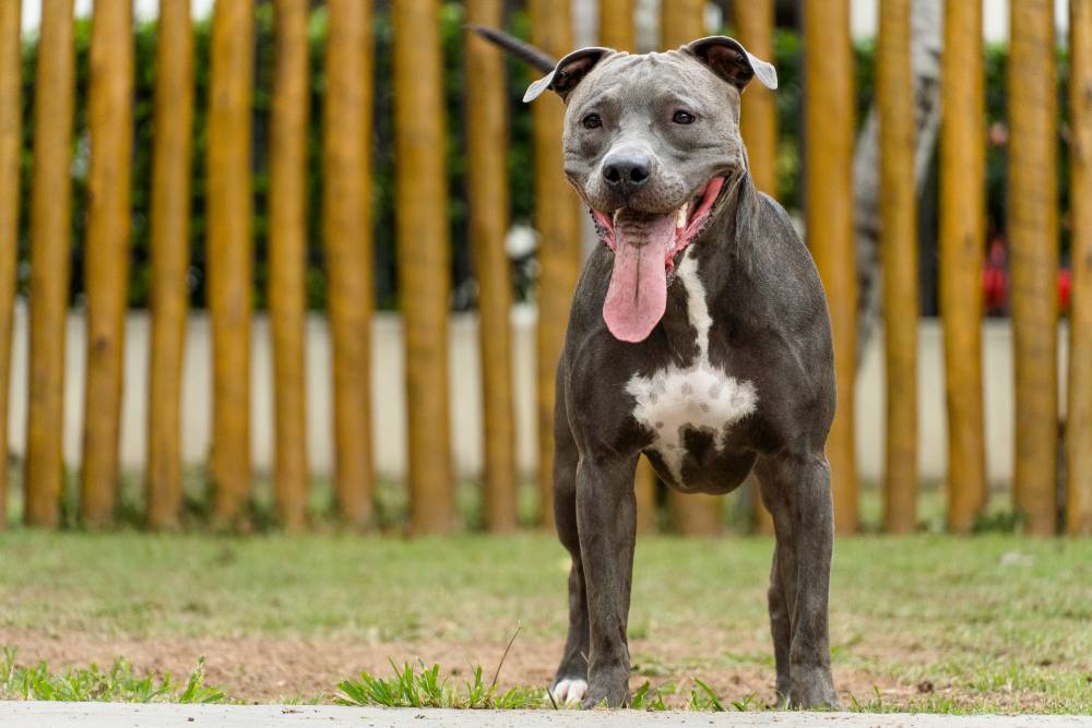 american pit bull dog playing in the park