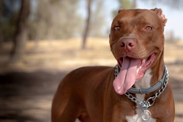 american red nose pitbull dog