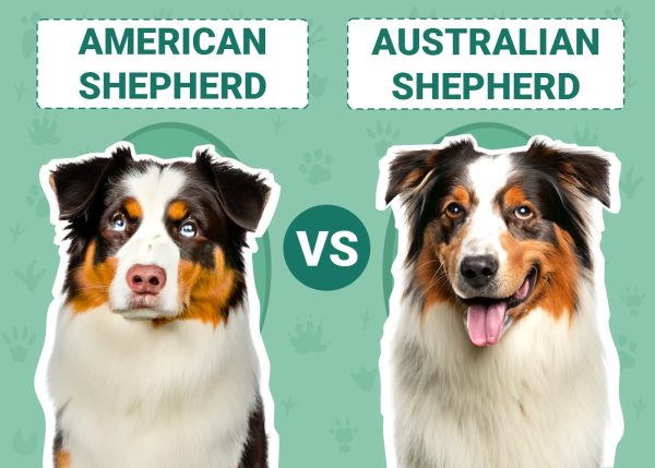american-shepherd-vs-australian-shepherd