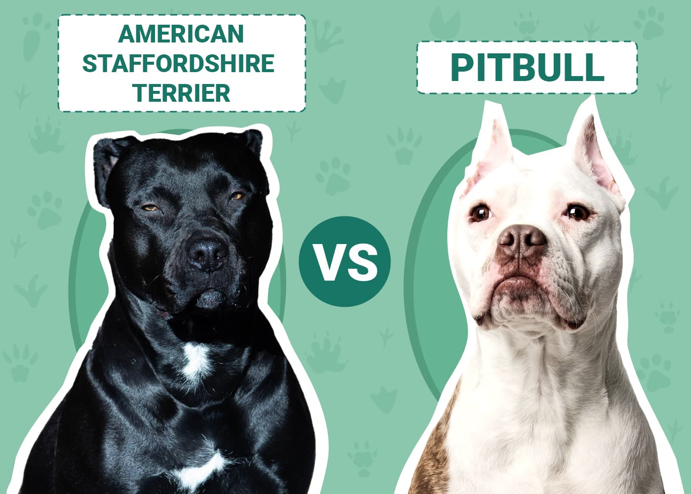 american-staffordshire-terrier-vs-pitbull