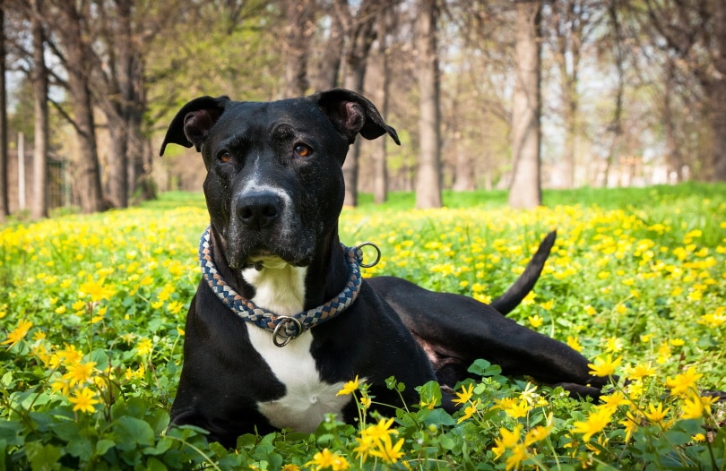 american staffordshire_susanne906_Pixabay
