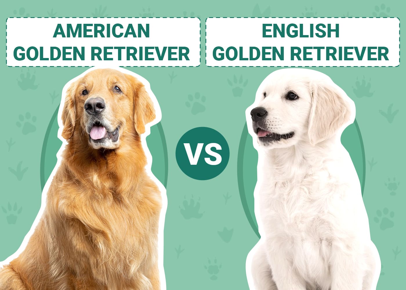 american vs english golden retriever