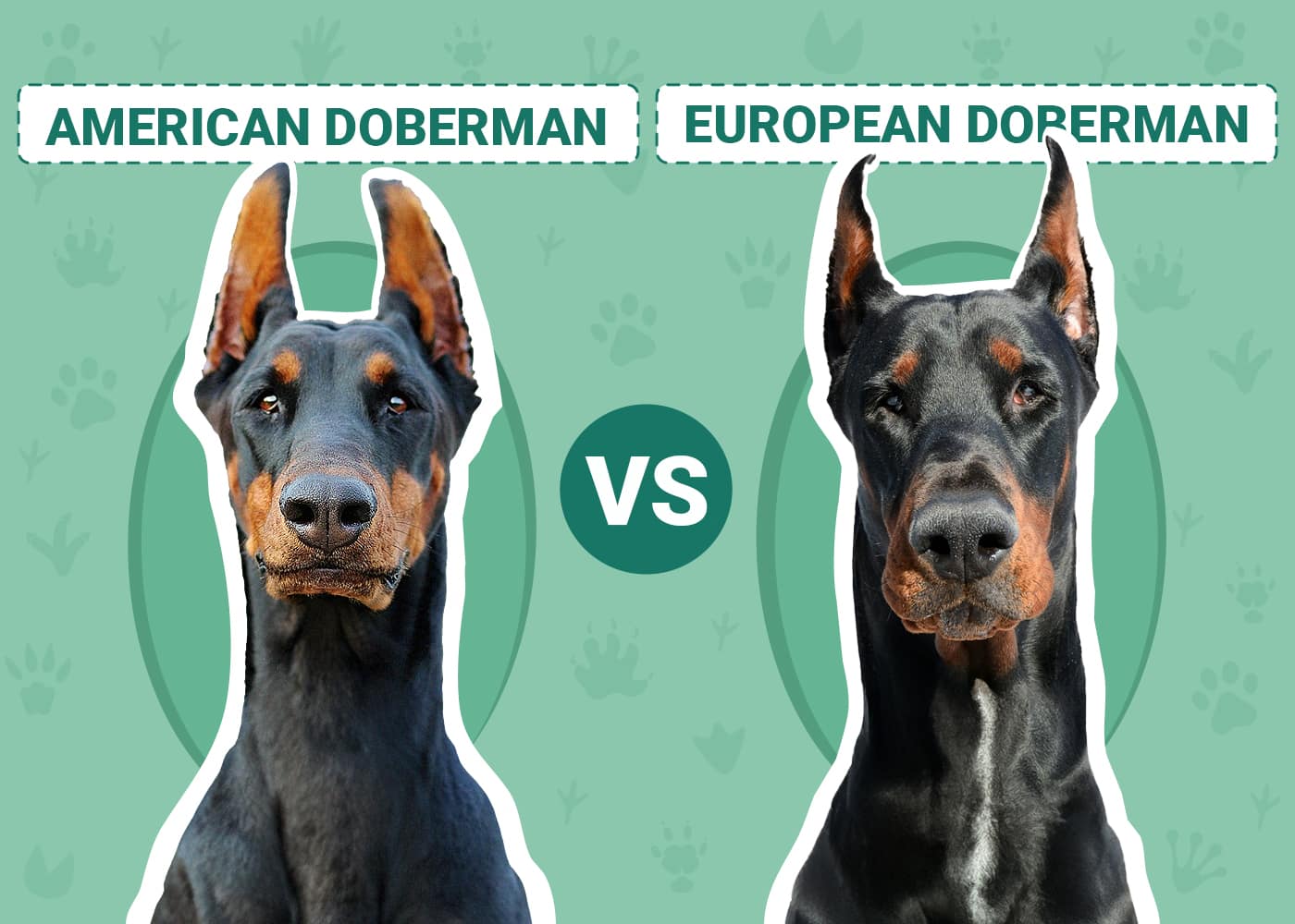 American vs European Doberman