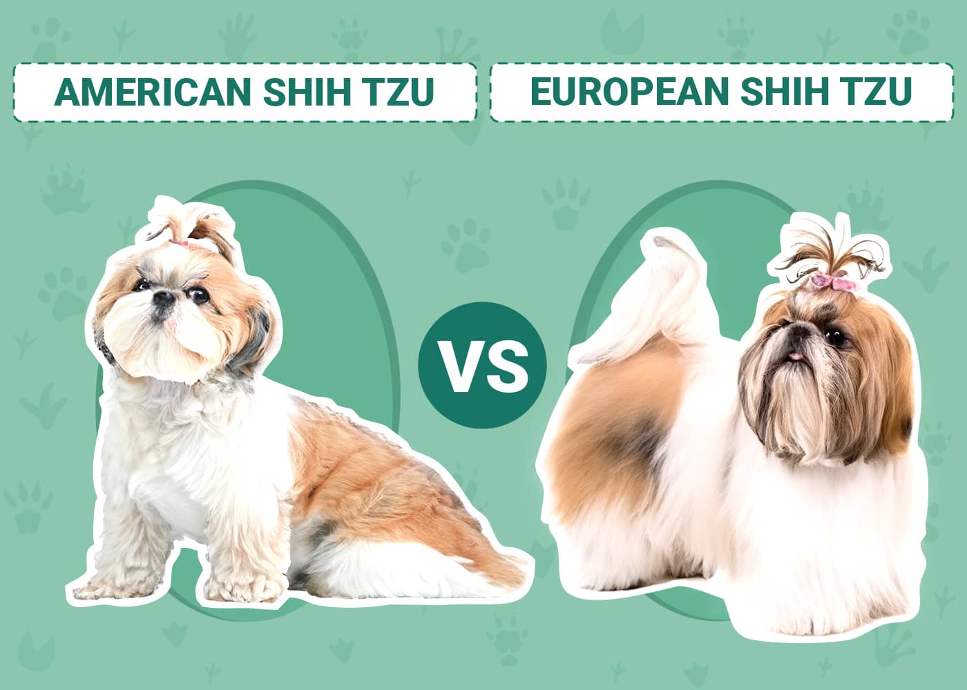 american-vs-european-shih-tzu