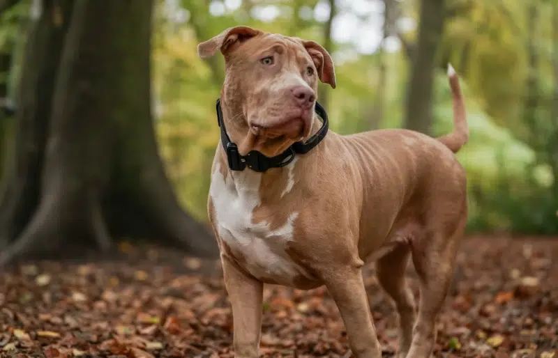 american bully xl dog in a forest