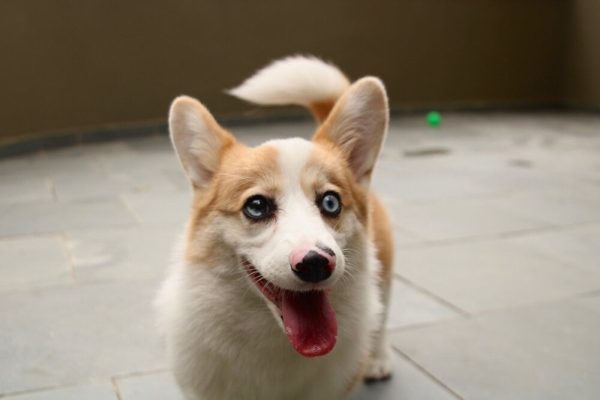 american corgi