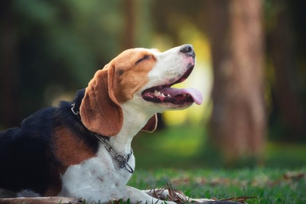 an adorable beagle lying on grass outdoor