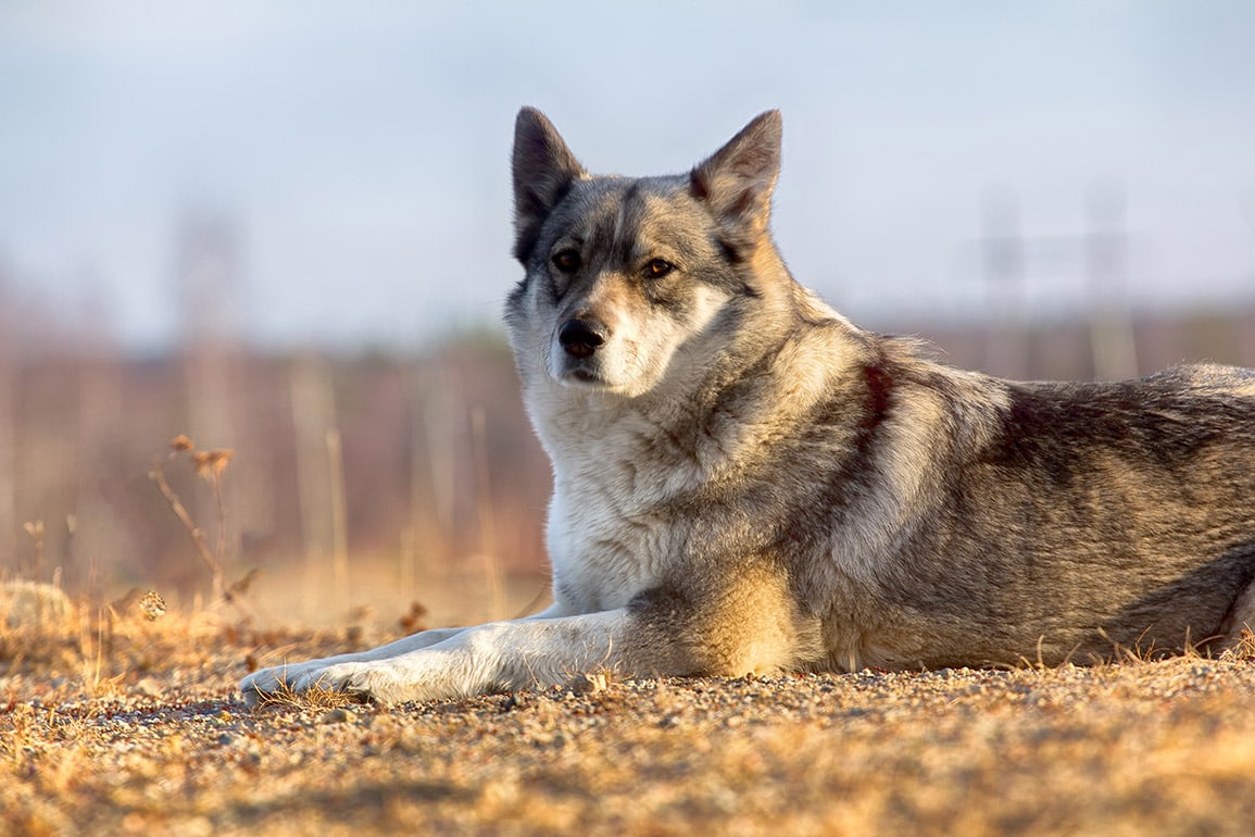 an East Siberian Laika