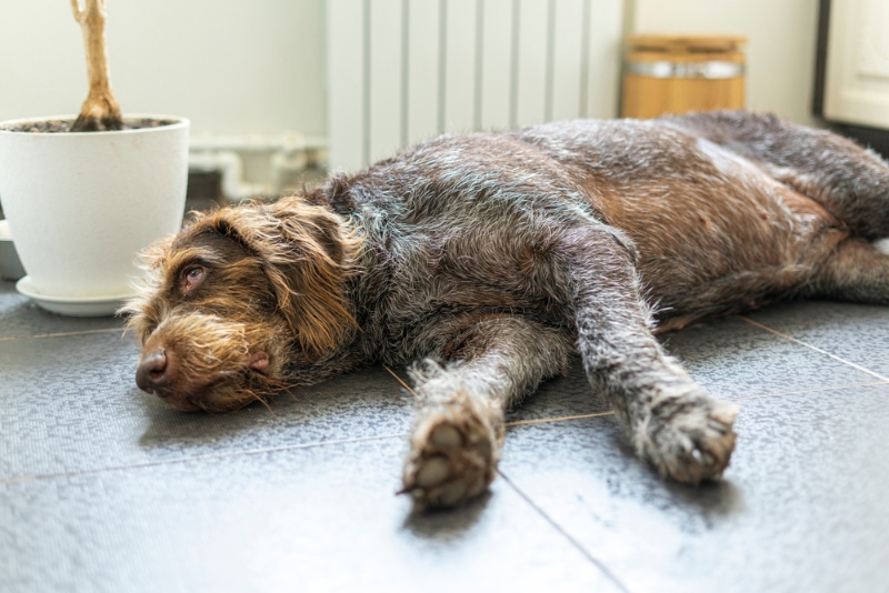 an overweight dog lying on the floor