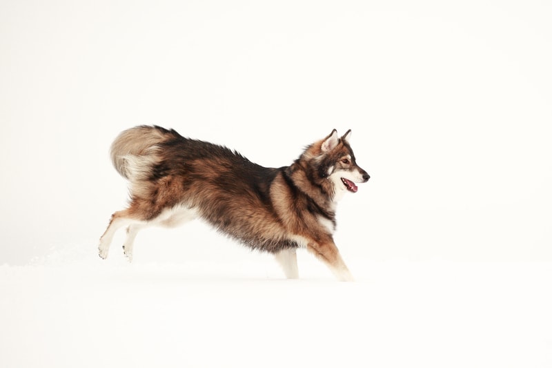 an utonagan dog running outdoors in the snow