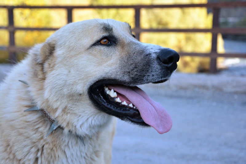 anatolian shepherd close up
