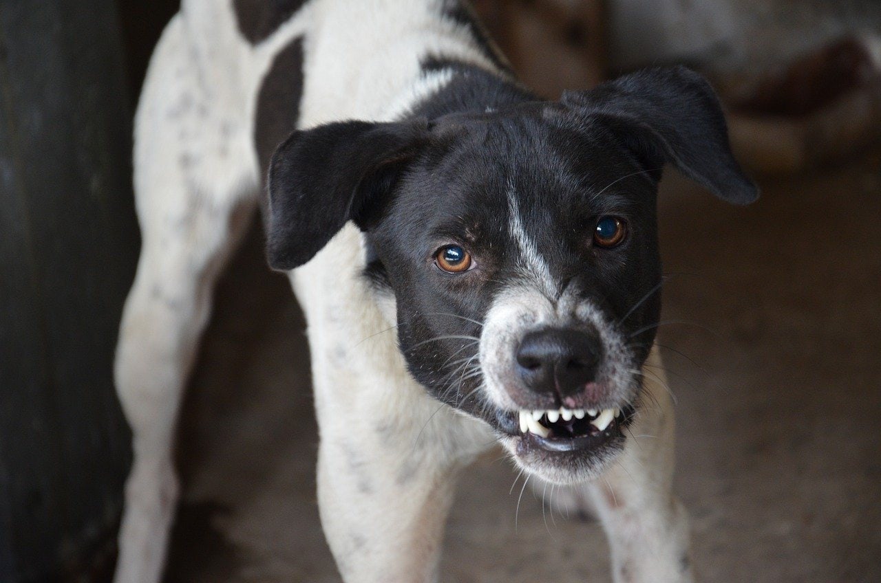 angry black and white dog