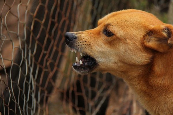 angry brown dog