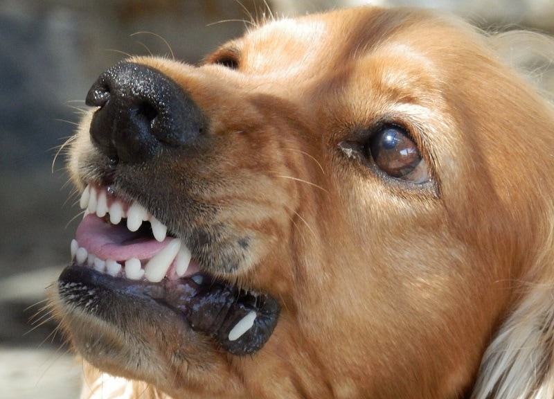 angry dog