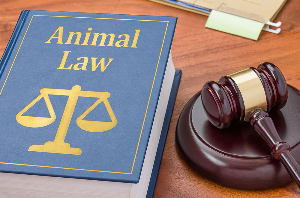 animal law book with gavel